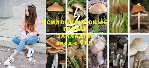 ПСИЛОЦИБИНОВЫЕ ГРИБЫ Липки